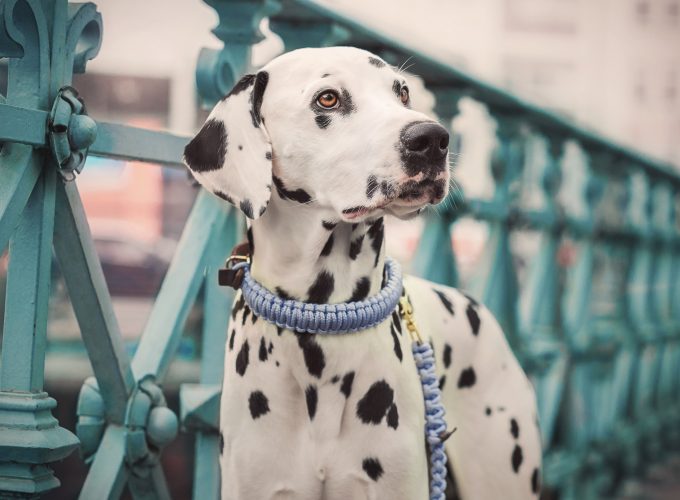 Wallpaper Dalmatian, dog, cute animals, 5K, Animals 2155717248